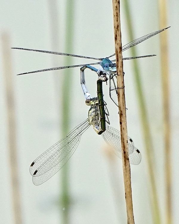 scarce emerald damselfly